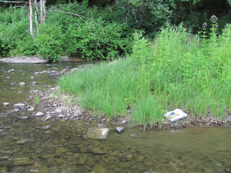 Twisted Sedge Floodplain Margin